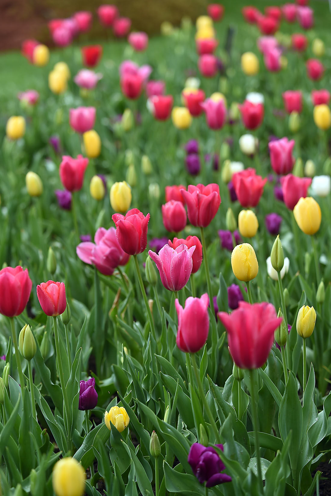 First Day of Spring